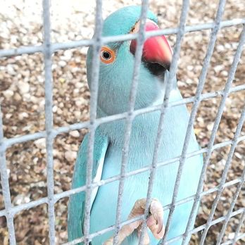 Florida Exotic Bird Sanctuary - Animal Shelters Near Me - Hudson, Florida Florida Exotic Bird Sanctuary - Animal Shelters Near Me - Hudson, Florida