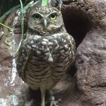 Memphis Zoo - Zoos Near Me - Memphis, Tennessee Memphis Zoo - Zoos Near Me - Memphis, Tennessee