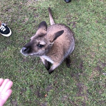 Fall City Wallaby Ranch - Ranches Near Me - Fall City, Washington