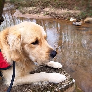 WolfHelm Dog Training - Handsome Zeke - Pet Training Near Me WolfHelm Dog Training - Handsome Zeke - Pet Training Near Me