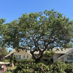Brazilian Pepper Tree