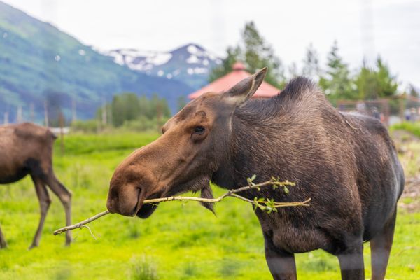 Salmon Berry Travel & Tours by null
