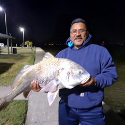 Black Drum