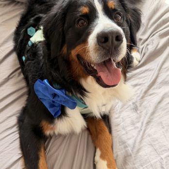 Luscious Paws - Pet Groomers Near Me - Laguna Niguel, California