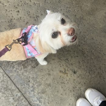 The Good Dog - My baby Millie - Pet Stores Near Me - Rancho Cucamonga, California
