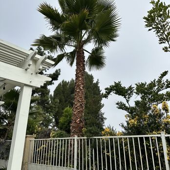 Alex's Natural Tree Care - After - Tree Services Near Me - Pomona, California
