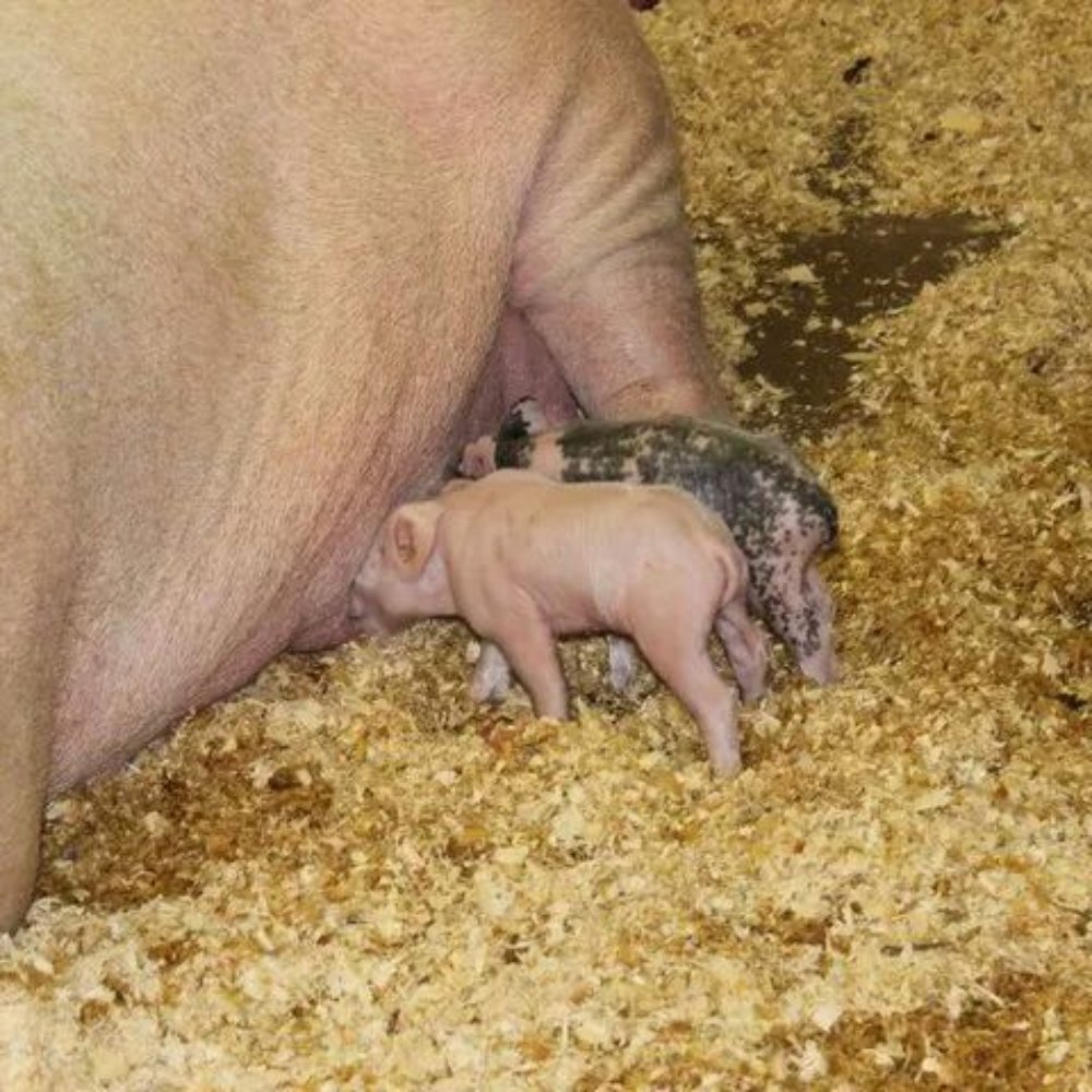 Centennial Farm - Piglets - Venues & Event Spaces Near Me - Costa Mesa, California Centennial Farm - Piglets - Venues & Event Spaces Near Me - Costa Mesa, California