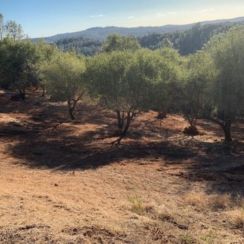 Defensible Space & Land Clearing Systems - After - Tree Services Near Me - Diamond Springs, California