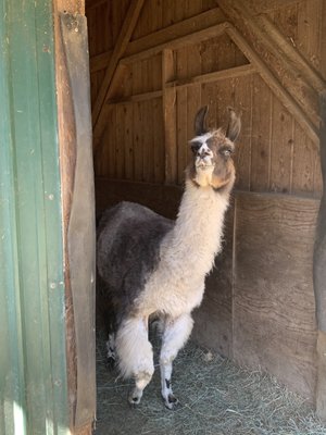 Vashon Llamas by null