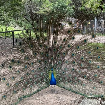 Austin Zoo - Peacock - Zoos Near Me - Austin, Texas