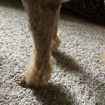 Ashley's Pet Artistry - The pom-poms I have no shape to them, looks like a beginning groomer did this - Pet Groomers Near Me - Salem, Oregon