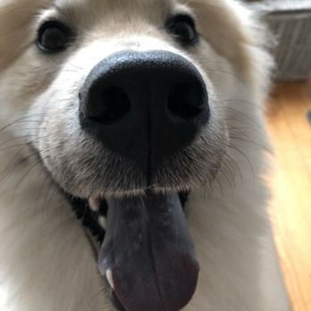 Morrison's Pet Care - Finn!!! - Pet Sitting Near Me