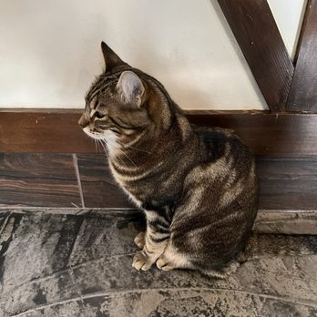 Seattle Meowtropolitan - Themed Cafes Near Me - Seattle, Washington Seattle Meowtropolitan - Themed Cafes Near Me - Seattle, Washington