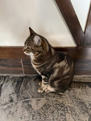 Seattle Meowtropolitan by null