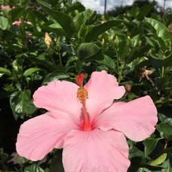 The Greenery of Tampa Bay - HIBISCUS PLANTS