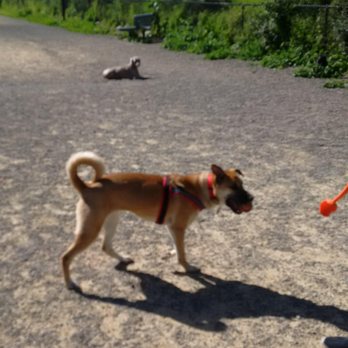 Street Dog Strolls - Liz took our puppy to the dog park to play with other dogs. - Dog Walkers Near Me - San Francisco, California Street Dog Strolls - Liz took our puppy to the dog park to play with other dogs. - Dog Walkers Near Me - San Francisco, California
