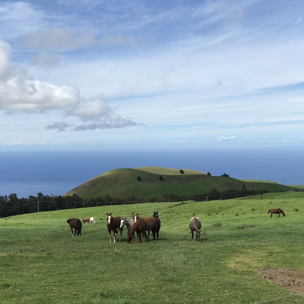 Na'alapa Stables - Horseback Riding Near Me - Kamuela, Hawaii Na'alapa Stables - Horseback Riding Near Me - Kamuela, Hawaii