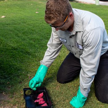 Arrest A Pest - rodent control - Pest Control Near Me - Indian Wells, California Arrest A Pest - rodent control - Pest Control Near Me - Indian Wells, California