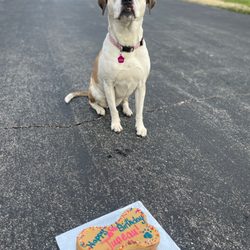 Four Muddy Paws