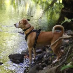 Bethel Animal Hospital - My dog named Chien