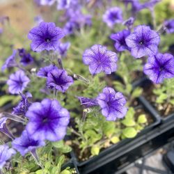 Gunter's Greenhouse