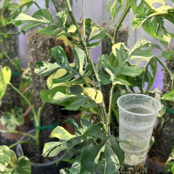 Leafy Soulmates - Nurseries & Gardening Near Me - Santa Ana, California