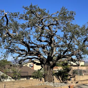 tree service - I hired Jose to trim my live oak tree. They were done in less than two hours. My neighbor likes it so much he calls it a huge bonsai. - Tree Services Near Me tree service - I hired Jose to trim my live oak tree. They were done in less than two hours. My neighbor likes it so much he calls it a huge bonsai. - Tree Services Near Me