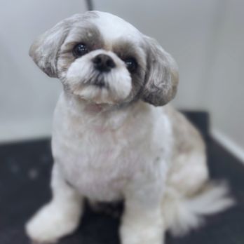 Zoomin Groomin - "Your Pup, But Make It Glam! "
No fighting traffic, no waiting in a crate--just a stress-free, spa-like experience! Sit. Stay. We're on th - Pet Groomers Near Me Zoomin Groomin - "Your Pup, But Make It Glam! "
No fighting traffic, no waiting in a crate--just a stress-free, spa-like experience! Sit. Stay. We're on th - Pet Groomers Near Me