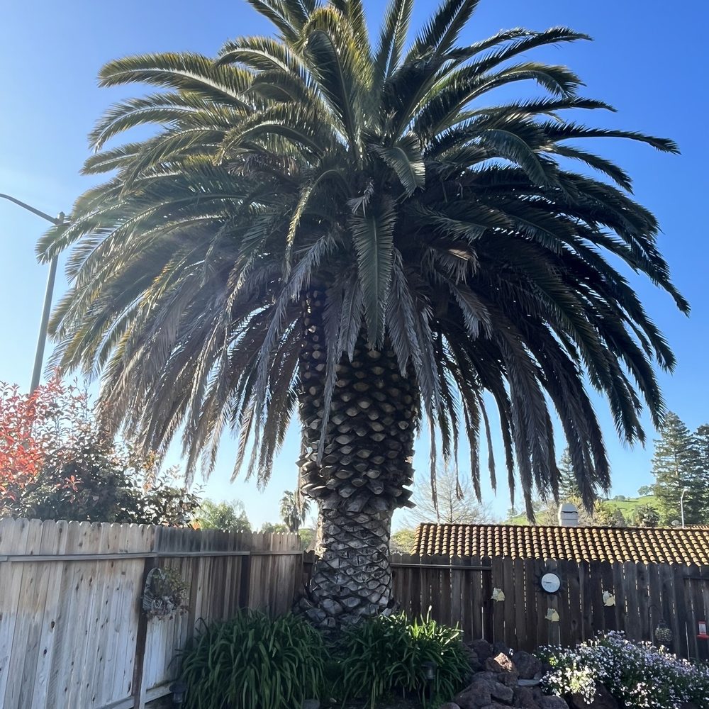 Extreme Tree Service - Large canary palm before - Tree Services Near Me - Olivehurst, California Extreme Tree Service - Large canary palm before - Tree Services Near Me - Olivehurst, California