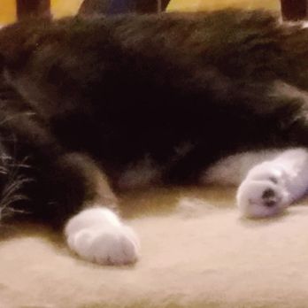 Tanasbourne Veterinary Emergency - Oreo. - Veterinarians Near Me - Beaverton, Oregon