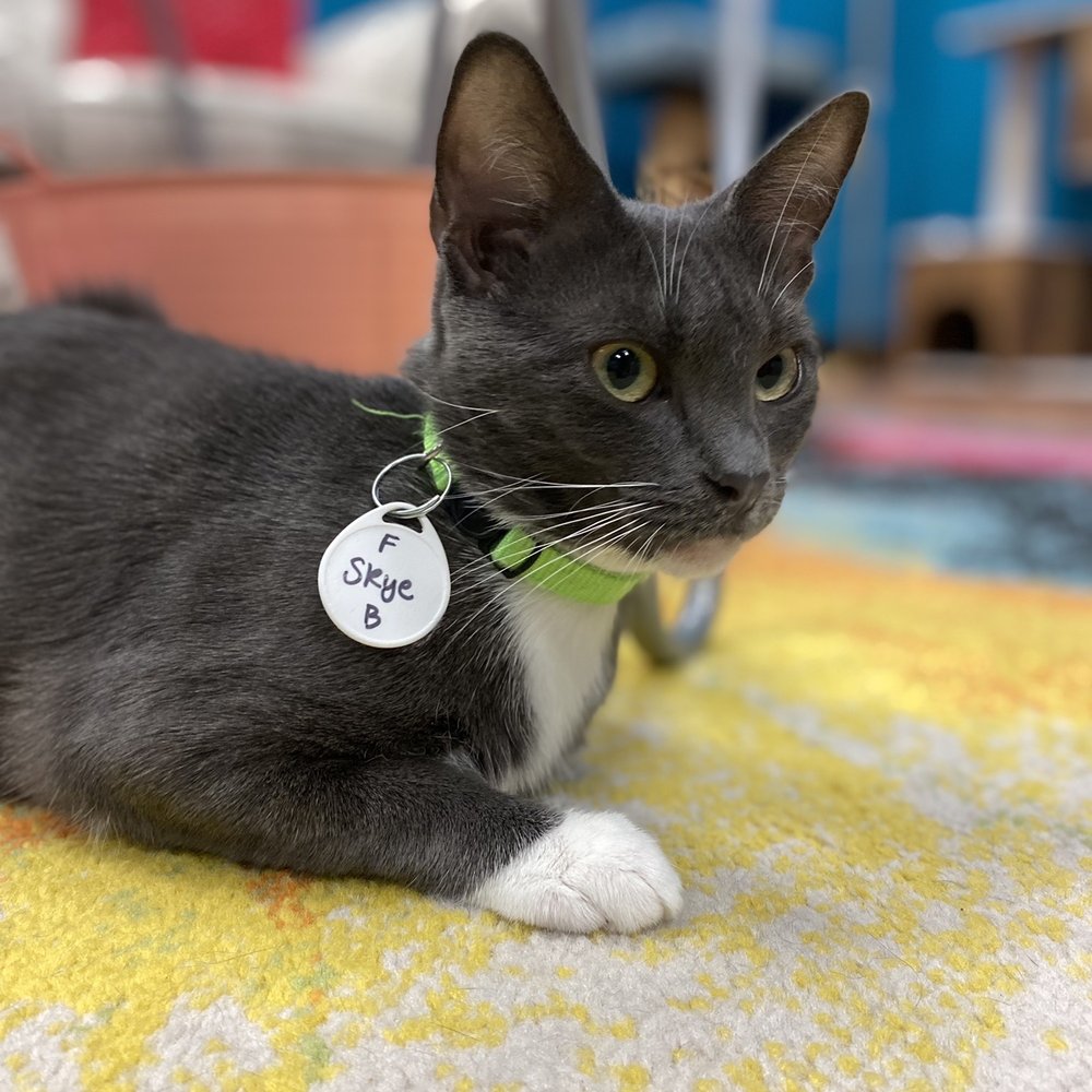 Catnip Cat Cafe - Cats - Pet Adoption Near Me - Norfolk, Virginia Catnip Cat Cafe - Cats - Pet Adoption Near Me - Norfolk, Virginia