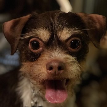 Head To Tail - Thanks for making me look pretty. You're and Shane are the best. Love Monkee - Pet Groomers Near Me - Crestline, California