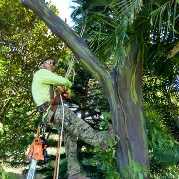 Upcountry Trees - Tree Services Near Me Upcountry Trees - Tree Services Near Me
