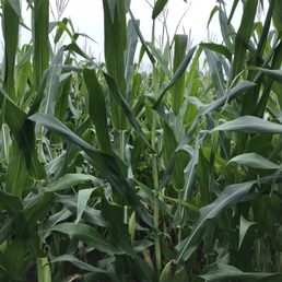 Inside the maize Inside the maize