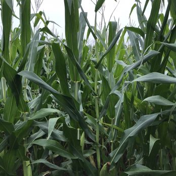 Flint Farm - Inside the maize - Fruits & Veggies Near Me - Mansfield, Massachusetts Flint Farm - Inside the maize - Fruits & Veggies Near Me - Mansfield, Massachusetts
