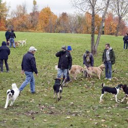 Novi Dog Park - Dog crowd.