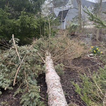 Man vs Tree - Successful result, no further damage! - Tree Services Near Me Man vs Tree - Successful result, no further damage! - Tree Services Near Me