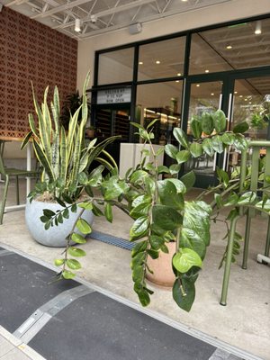 sweetgreen by null