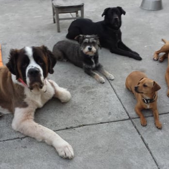 R+Dog - R dog are family! Here are some of our family guests practicing impulse control with a group down stay. - Dog Walkers Near Me R+Dog - R dog are family! Here are some of our family guests practicing impulse control with a group down stay. - Dog Walkers Near Me