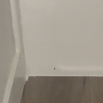 Crescent Canyon Management - Another Baby Roach (I was scared to get close) - Property Management Near Me - Beverly Hills, California Crescent Canyon Management - Another Baby Roach (I was scared to get close) - Property Management Near Me - Beverly Hills, California