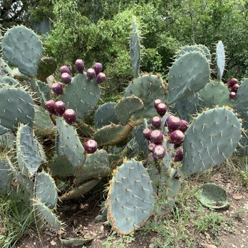 McAllister Park - Prickly pears. - Parks Near Me - San Antonio, Texas McAllister Park - Prickly pears. - Parks Near Me - San Antonio, Texas