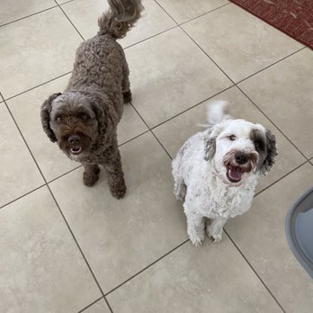 Pawsative Paws - Rikki and Sydney get so excited when I visit them! - Pet Sitting Near Me
