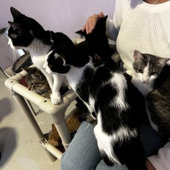 Angels With Paws - Kittens - Animal Shelters Near Me - Lakewood, Colorado Angels With Paws - Kittens - Animal Shelters Near Me - Lakewood, Colorado