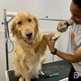 Dogtopia - Fort Mill