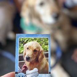 Berryessa Branch Library - Reading to Dogs [MEMPHIS]