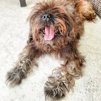 Joy's Doggery - Before groom - Pet Groomers Near Me - South Pasadena, Florida
