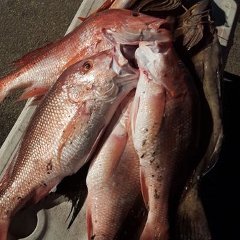Williams Party Boats - Red snapper and grouper caught on tuna trip - Boating Near Me - Galveston, Texas