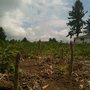 Photo of Pedrosa's Asparagus Farm