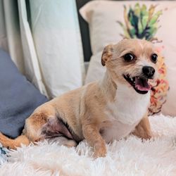 Alpha Grooming Pet Salon - My three legged dog Happy after her summer cut with Nivea.