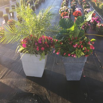 American Farms Ltd - Large combo pots! - Nurseries & Gardening Near Me - Naples, Florida